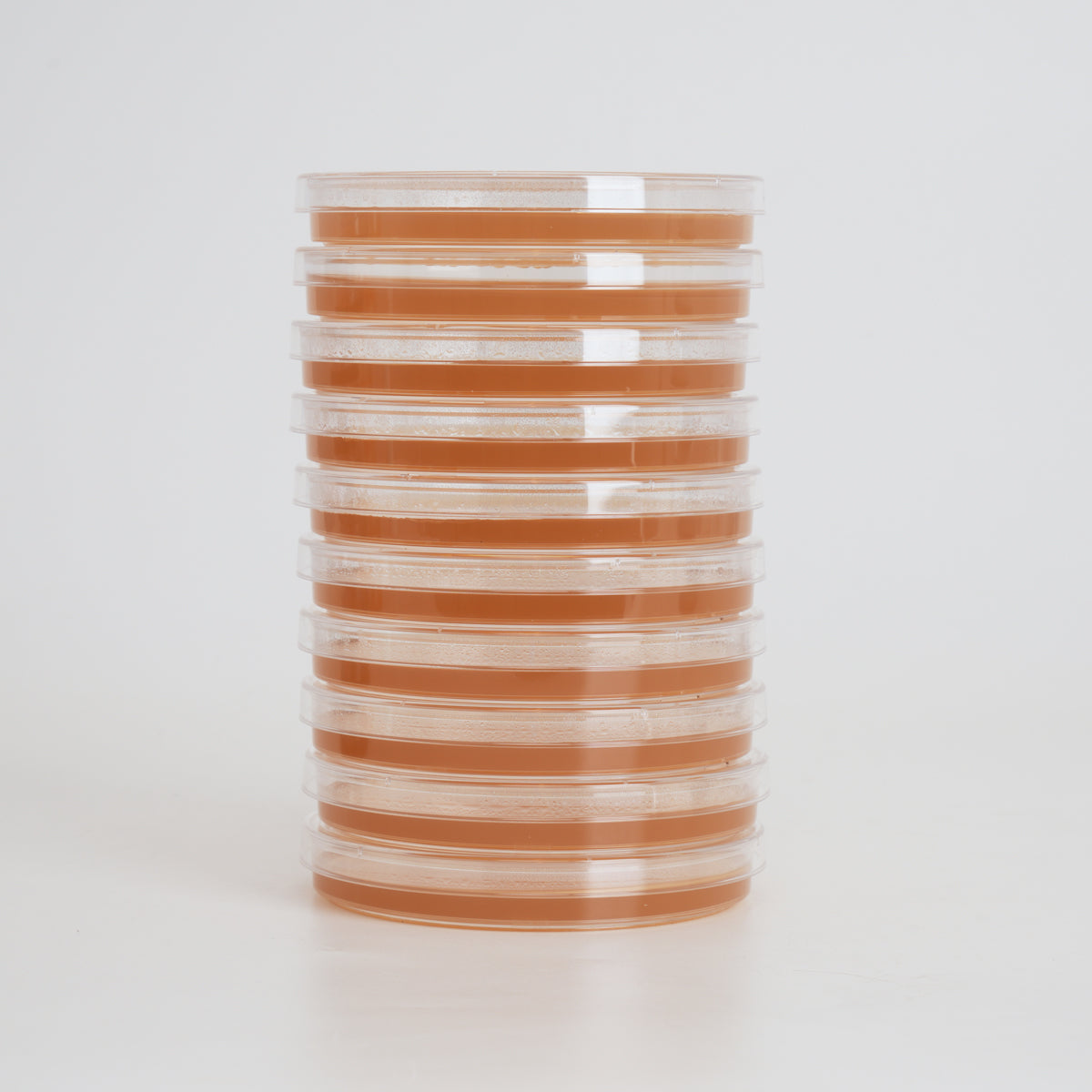 Potato Dextrose Yeast Agar (PDYA) Petri Dishes for Mushroom Mycelium Cultivation (10pk)
