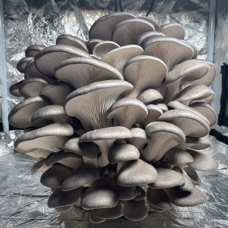 Grey Oyster ‘GHOST’ Colonised Grain Spawn (NON-NATIVE)