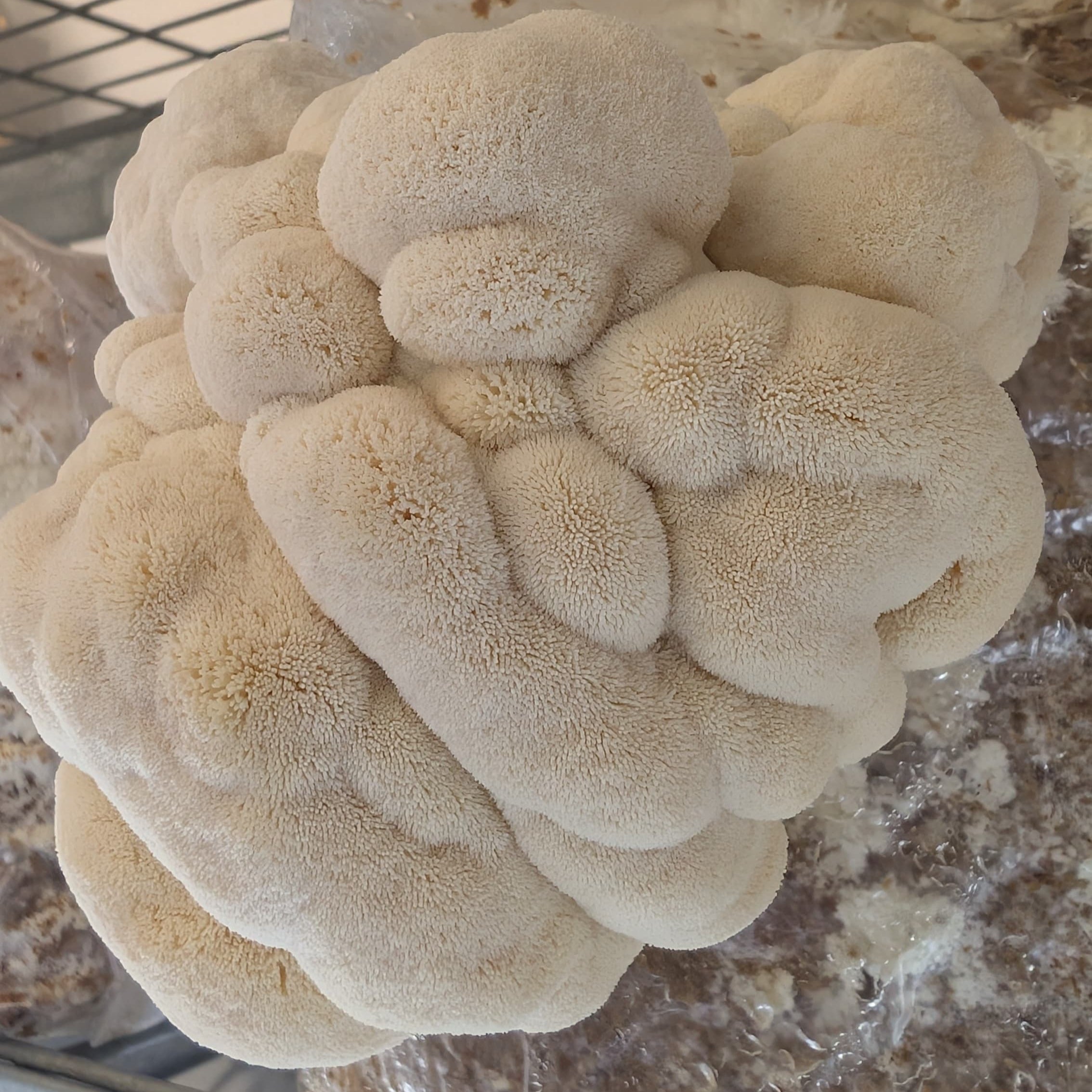 Lion’s Mane Colonised Grain Spawn (NATIVE)