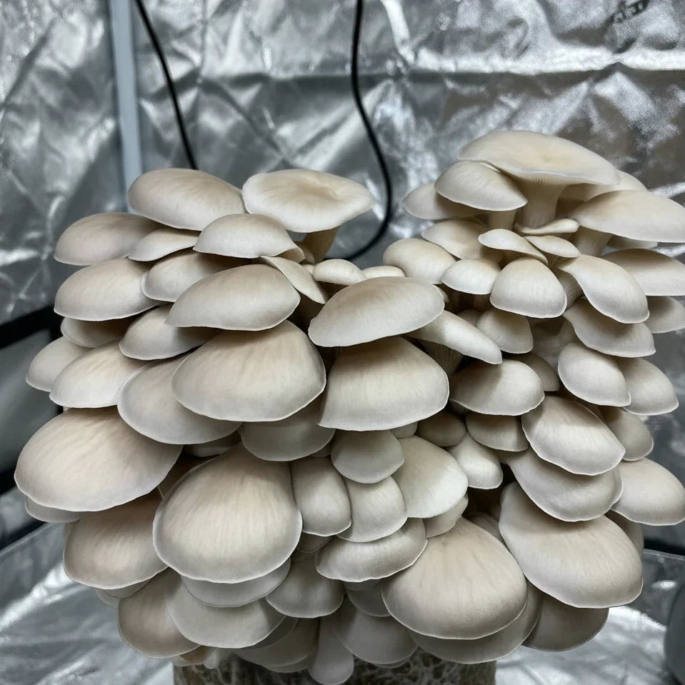 Pearl Oyster ‘NILLA’ Colonised Grain Spawn (NON-NATIVE)