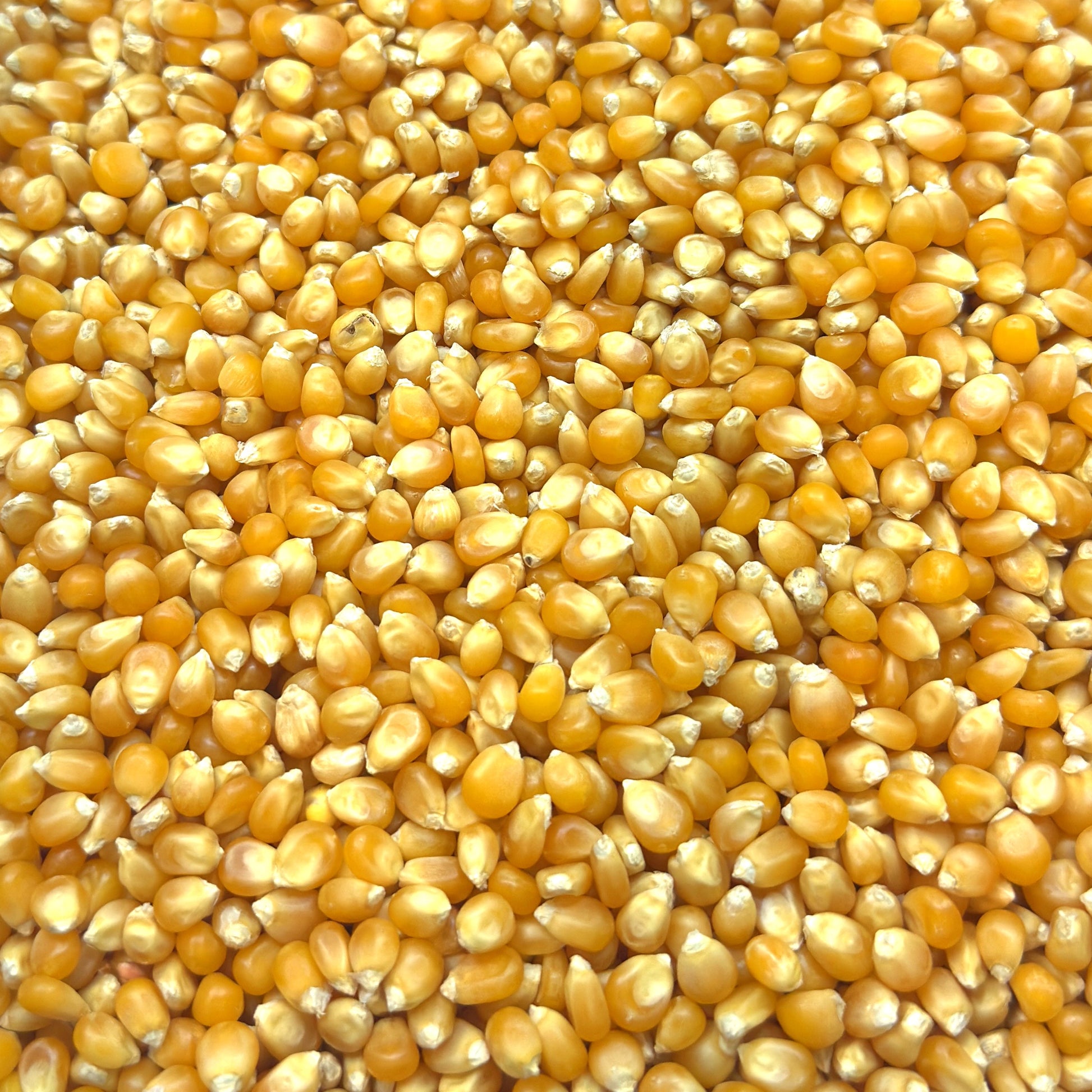 Close up of some lovely MycoPunks non-GMO popcorn