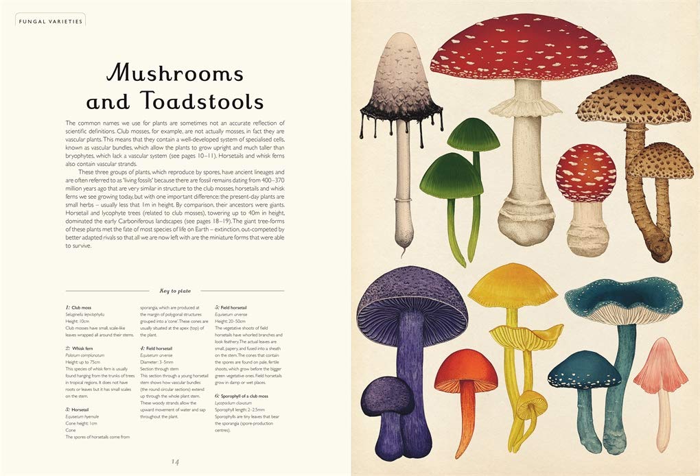MycoPunks - Fungarium (Welcome To The Museum) Hardcover - Book